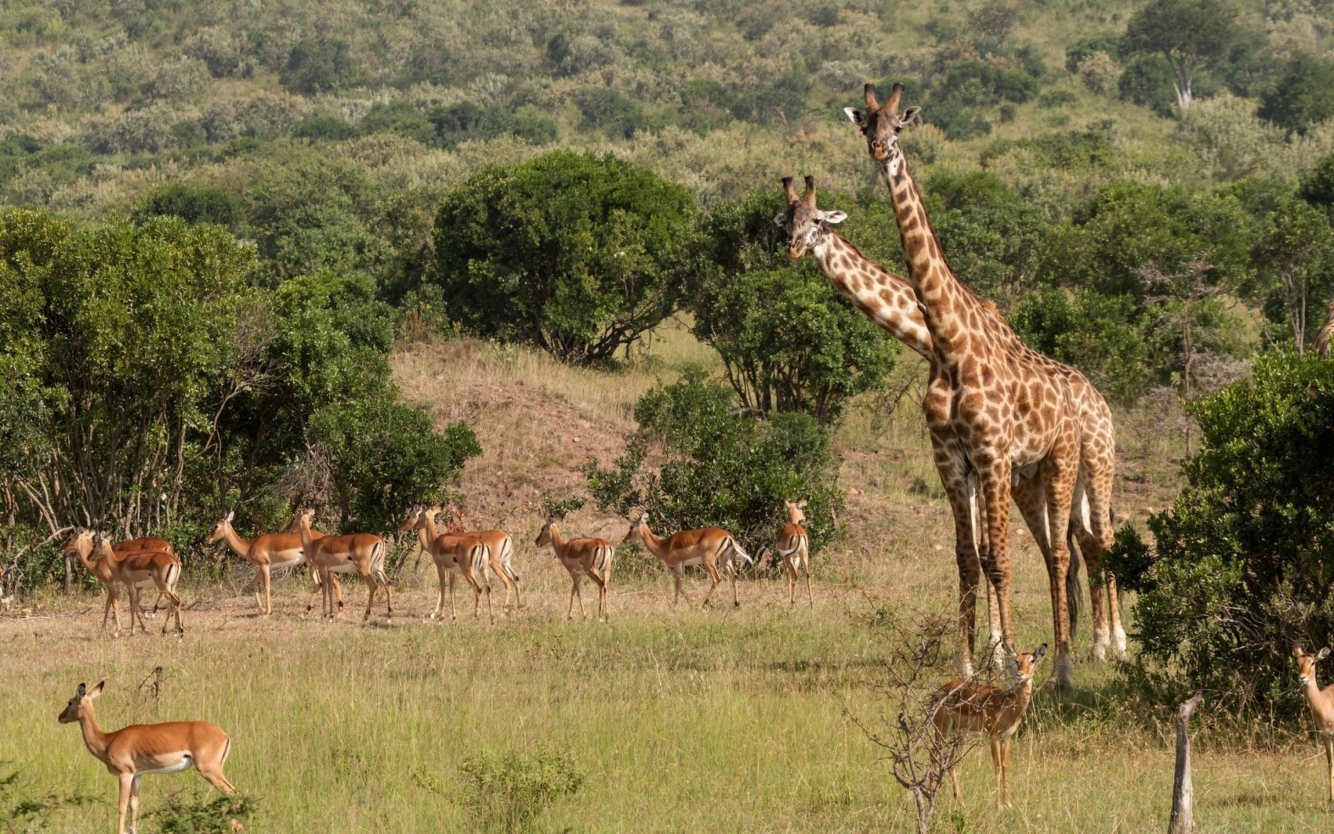 giraffe, Antelope, Africa, Wildlife, Trees, Nature, Landscapes Wallpaper