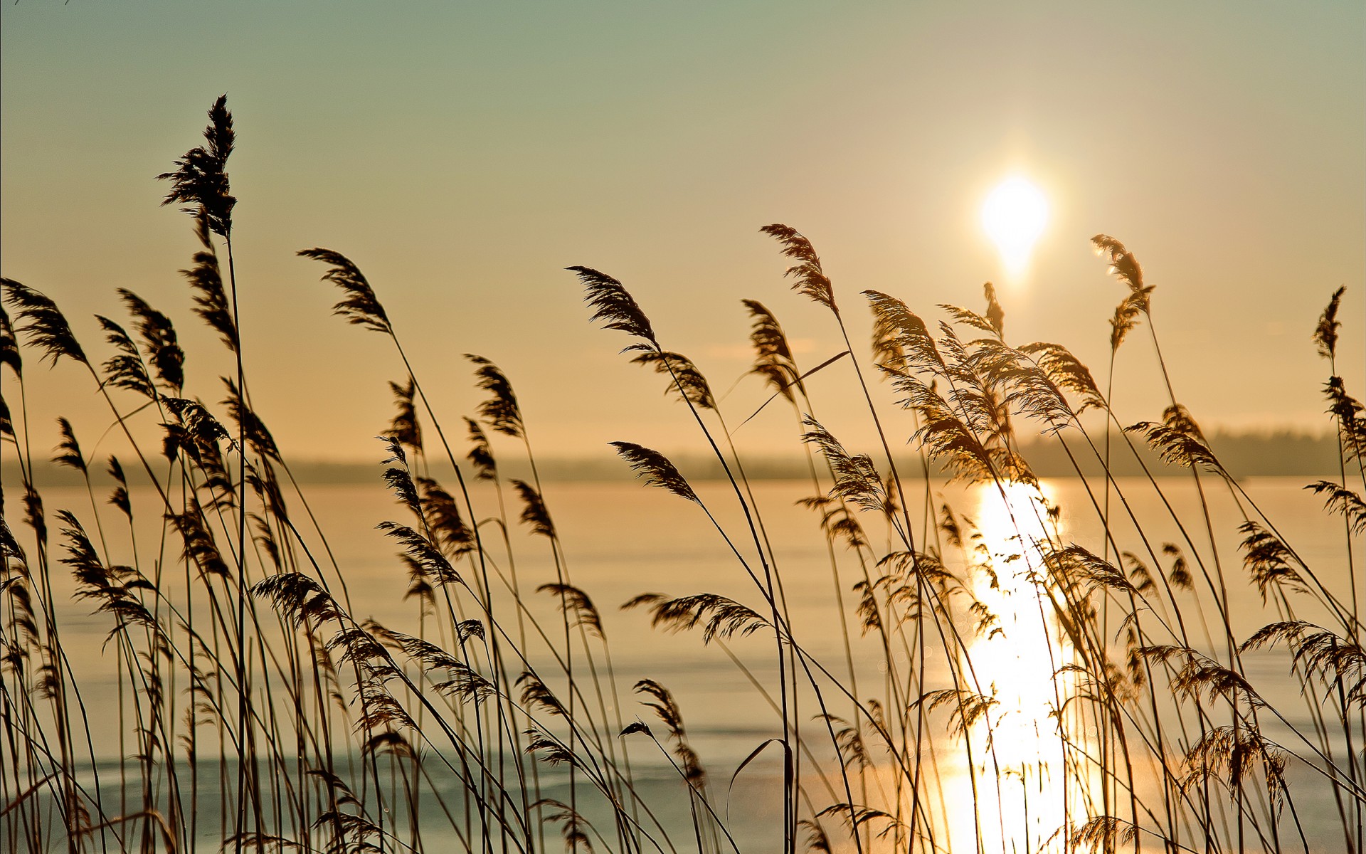 grass, Fog, Nature, Landscapes, Reeds, Lakes, Water, Reflection, Sunset, Sunrise Wallpaper