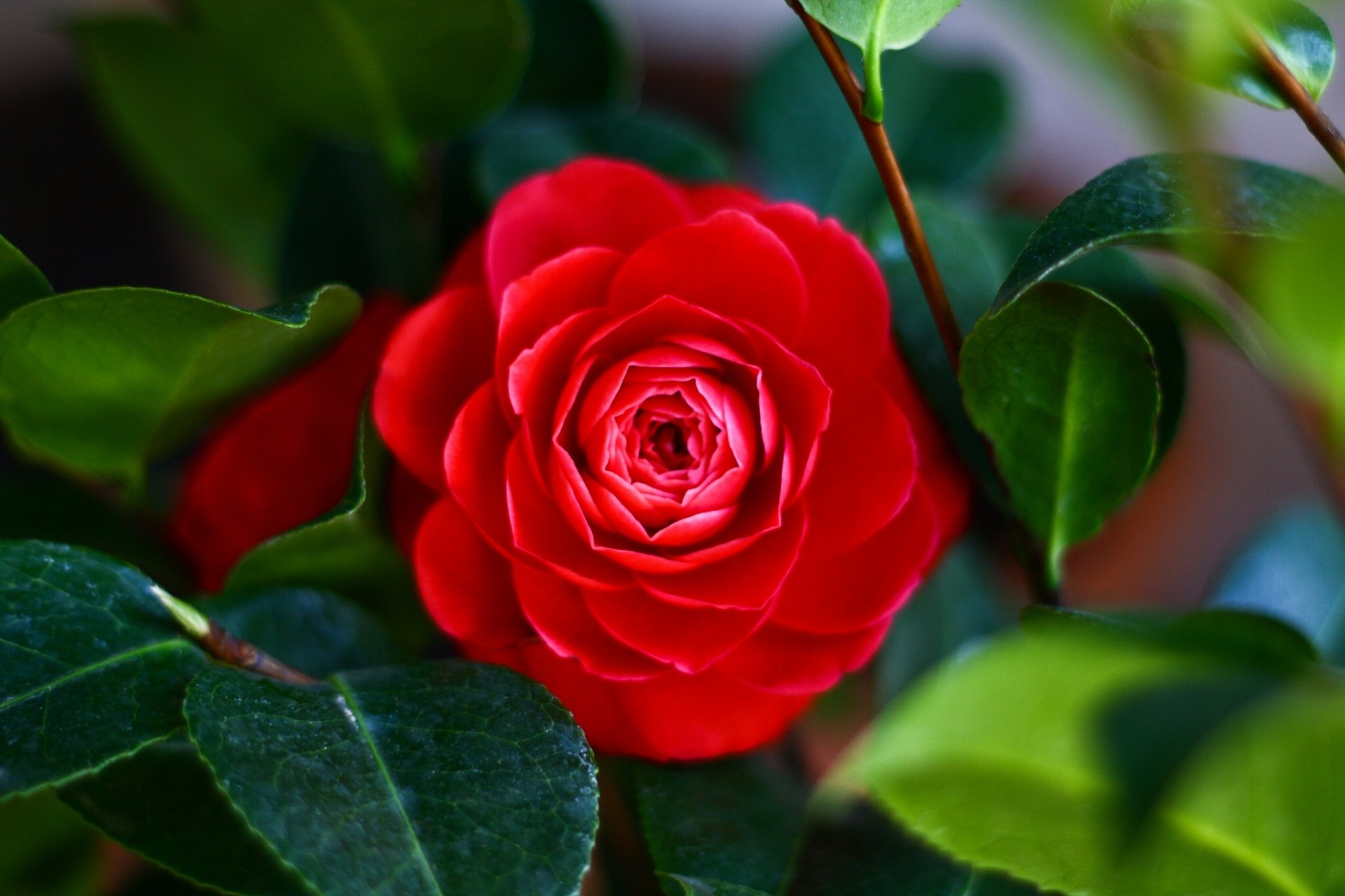 camellia, Leaf, Macro Wallpaper