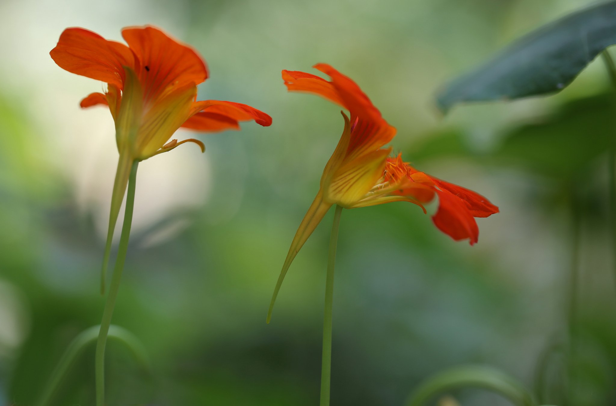 flowers, Red orange, Background, Blur, Bokeh Wallpaper