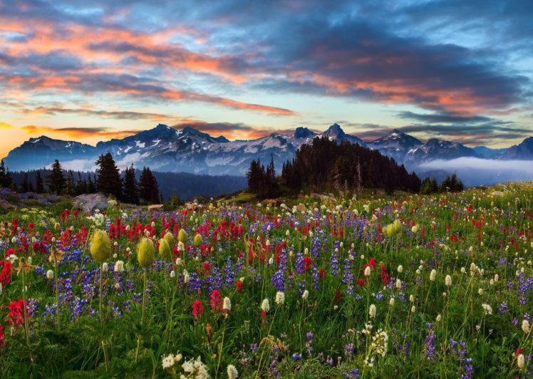 flowers, Sky, Sunset, Prairie, Clouds, Park HD Wallpaper Desktop Background