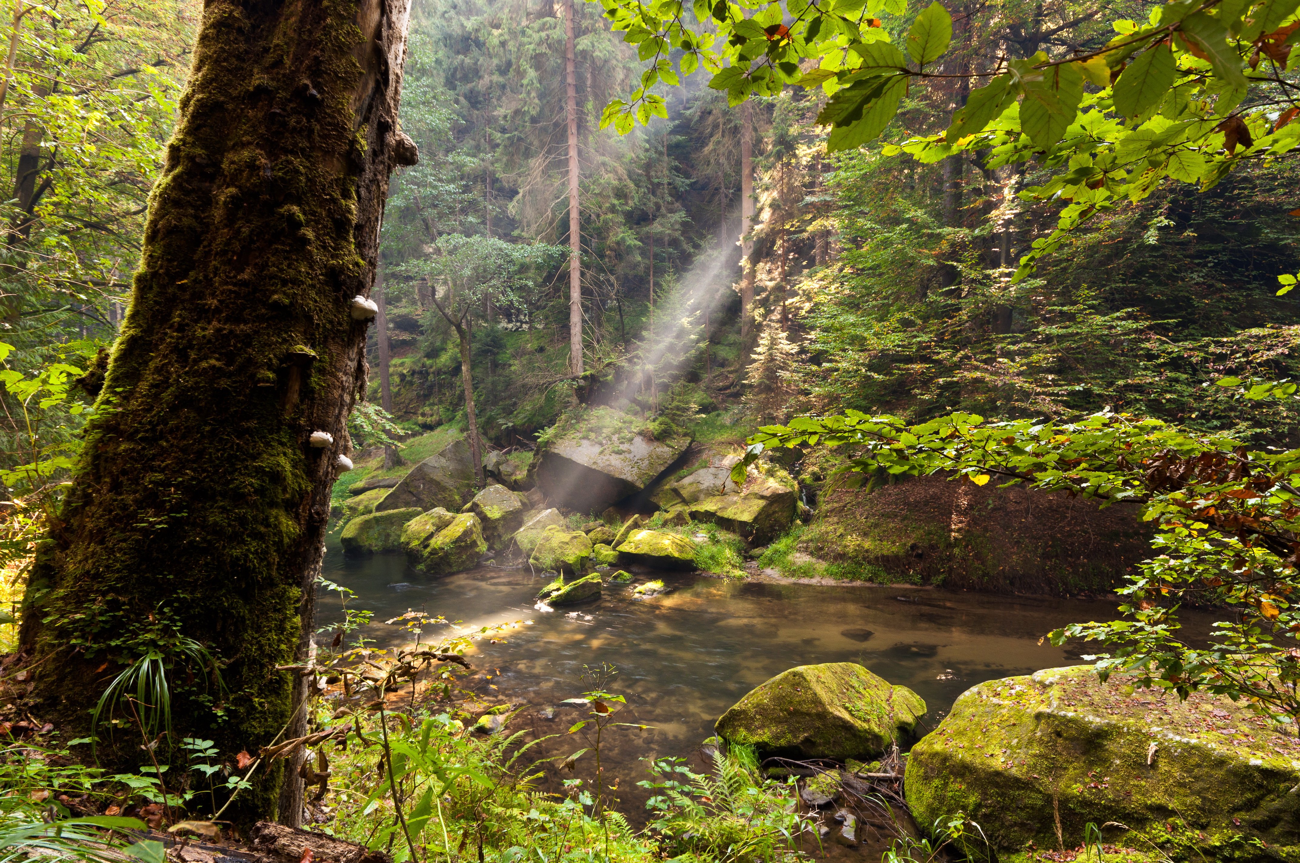 forest, Water, Trunk, Tree, Nature Wallpaper