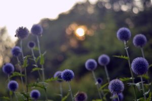 meadow, Blue, Flowers, Reflections, Bokeh, Evening, Sunset, Sun, Bokeh
