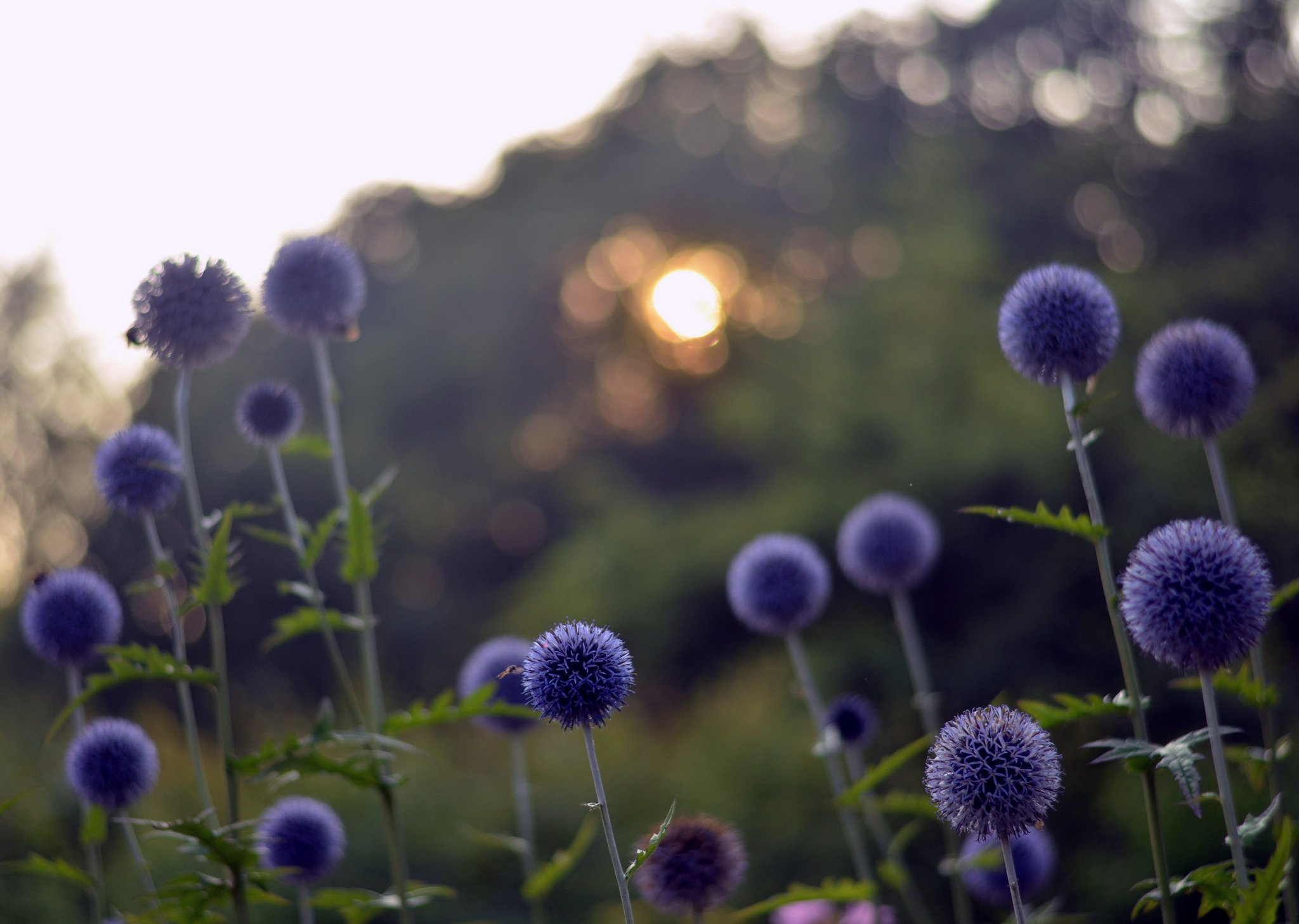 meadow, Blue, Flowers, Reflections, Bokeh, Evening, Sunset, Sun, Bokeh Wallpaper