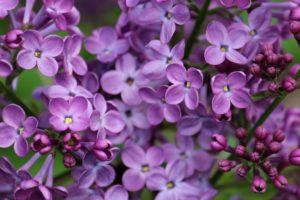 lilac, Macro, Flowers, Bokeh
