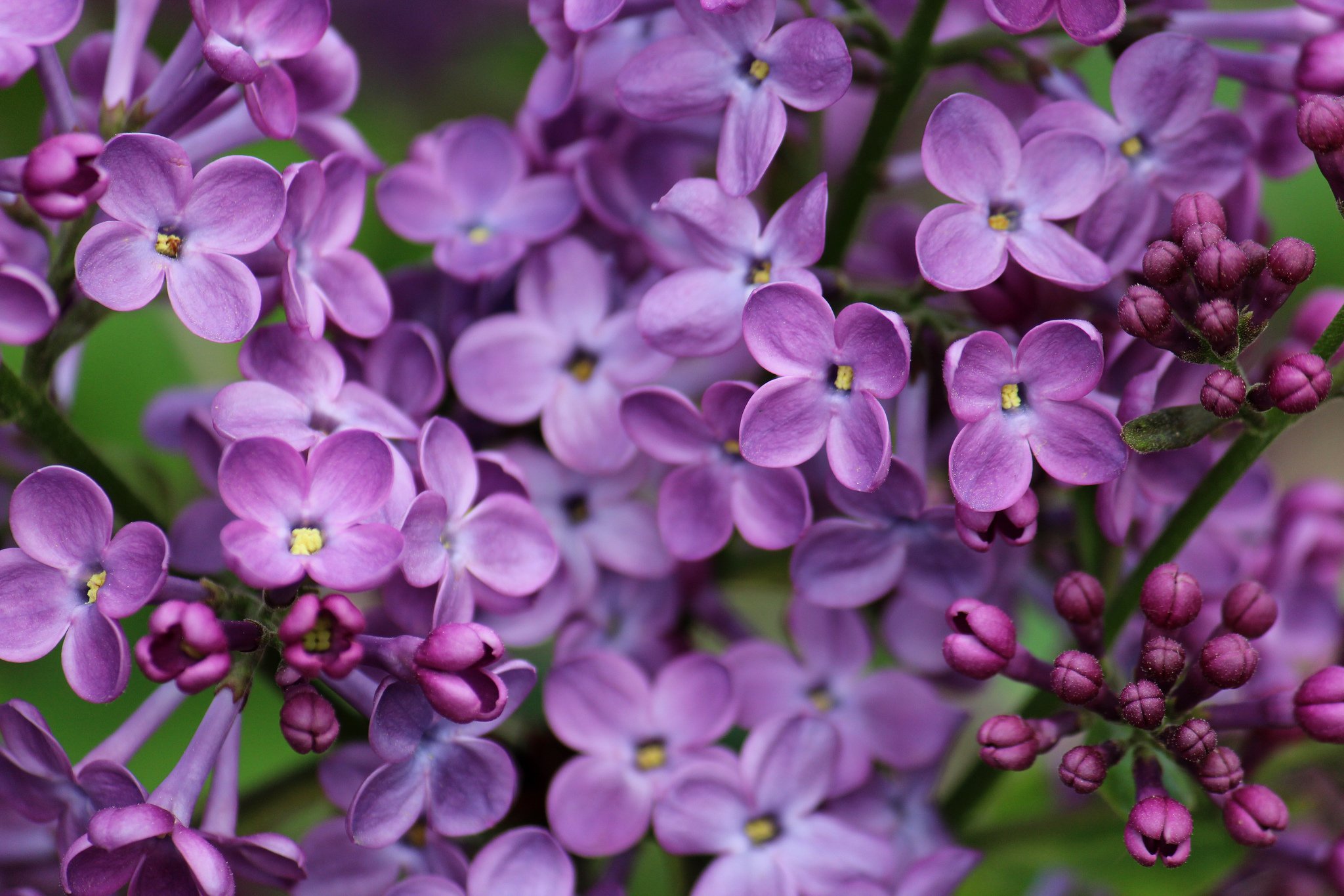 lilac, Macro, Flowers, Bokeh Wallpaper