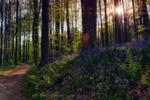 nature, Forest, Flowers, Trees, Light, Sun, Rays