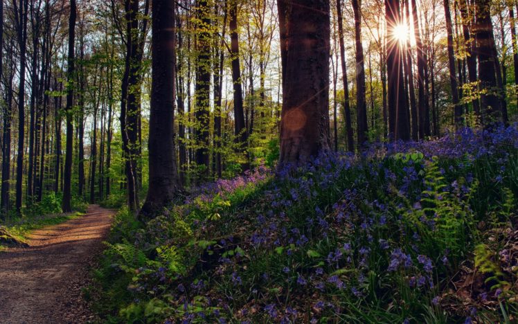 nature, Forest, Flowers, Trees, Light, Sun, Rays HD Wallpaper Desktop Background