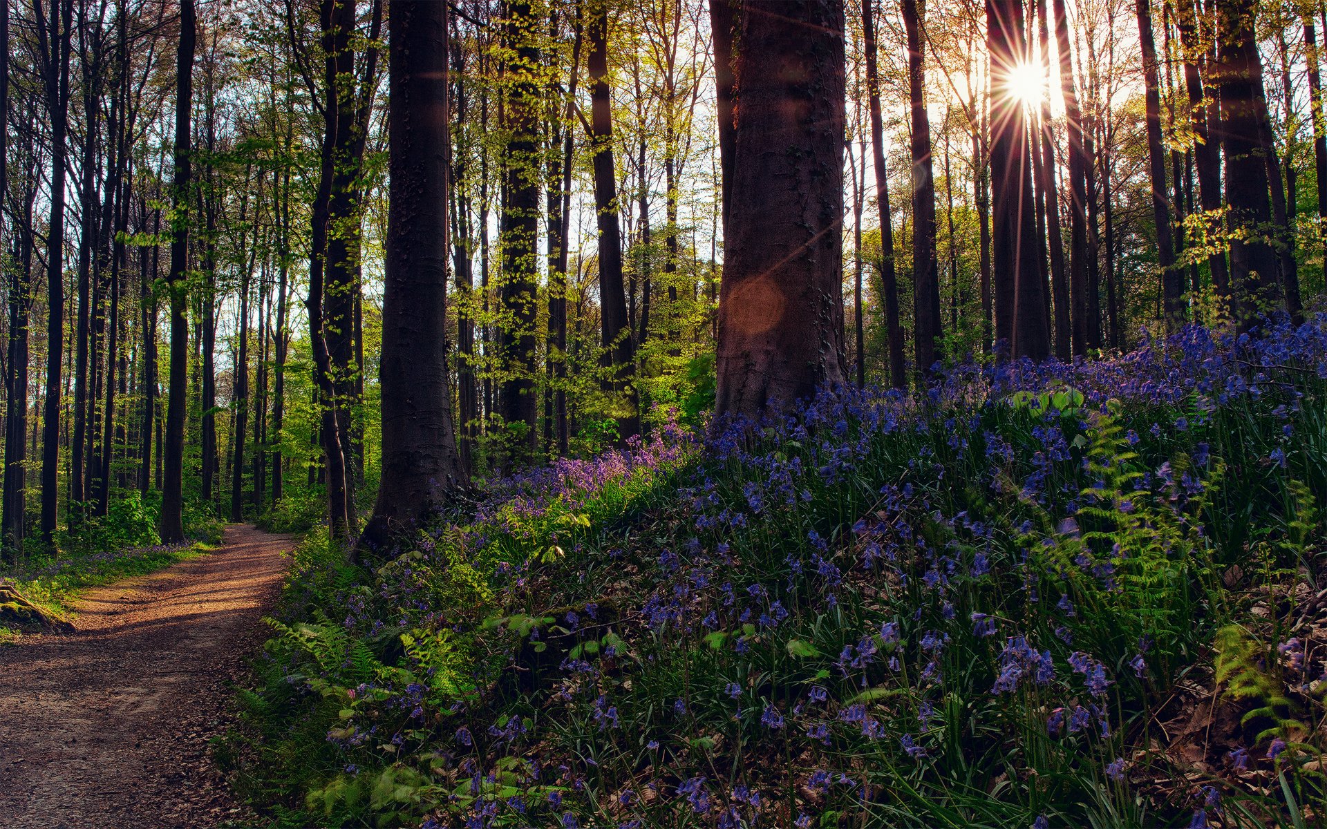 Природа лес цветы. Весна в лесу. Весенний лес. Весенний Солнечный лес. Заставка на рабочий стол весенний лес.