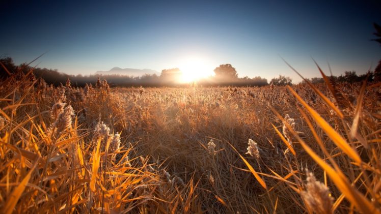 reeds, Sunrise, Fog, Forest, Morning, Mountains HD Wallpaper Desktop Background