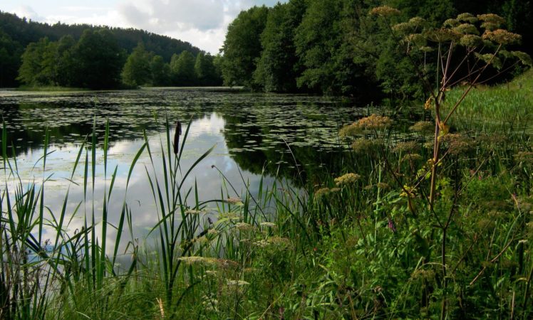 poland, Rivers, Forests, Lake, Nature HD Wallpaper Desktop Background