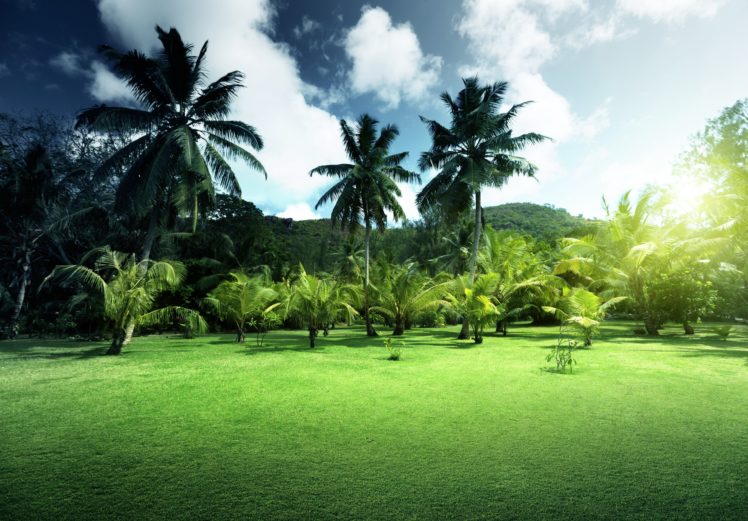 scenery, Sky, Grass, Palm, Nature HD Wallpaper Desktop Background