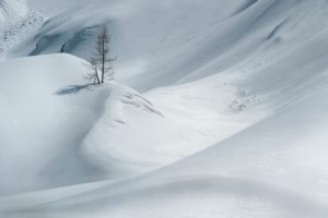 snow, Tree, Winter