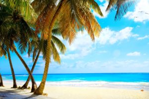 summer, Palms, Vacation, Tropical, Sea, Paradise, Beach, Ocean
