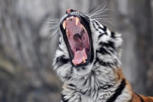 big, Cats, Tiger, Roar, Animals