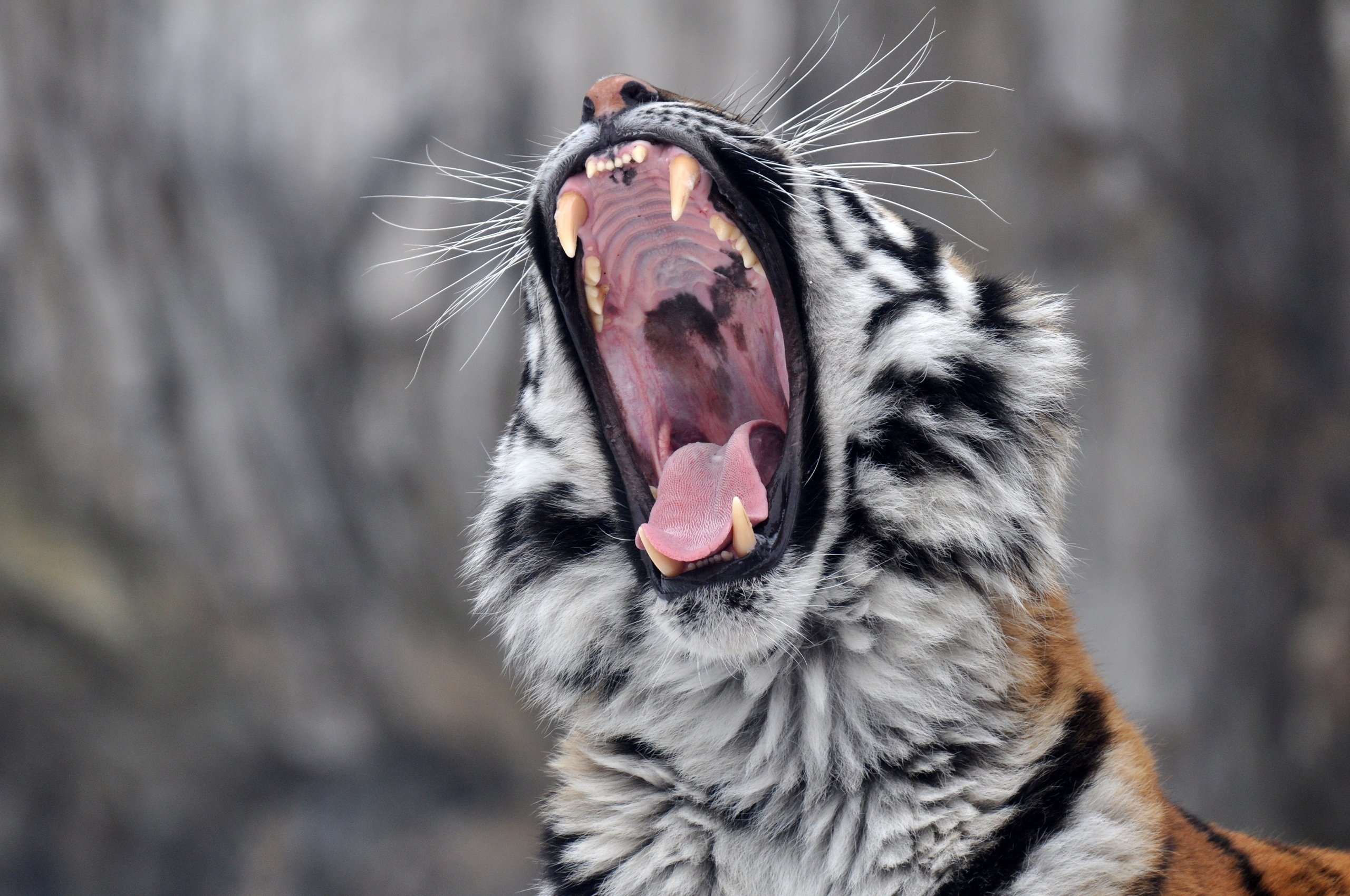 big, Cats, Tiger, Roar, Animals Wallpaper