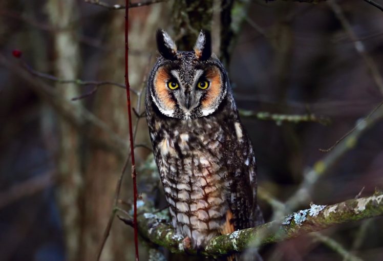 birds, Owls, Long eared, Owl, Animals HD Wallpaper Desktop Background