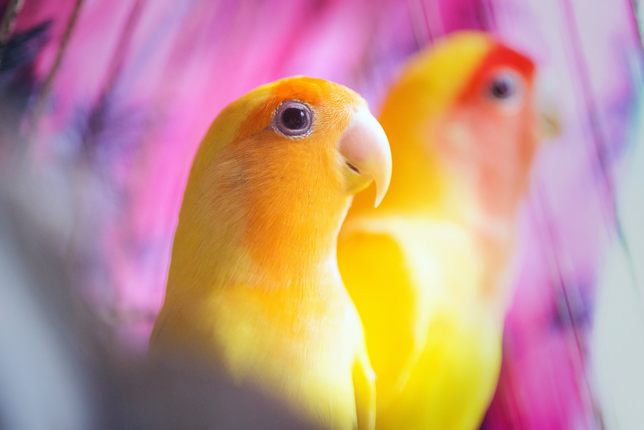 birds, Parrot, Beak, Animals Wallpaper