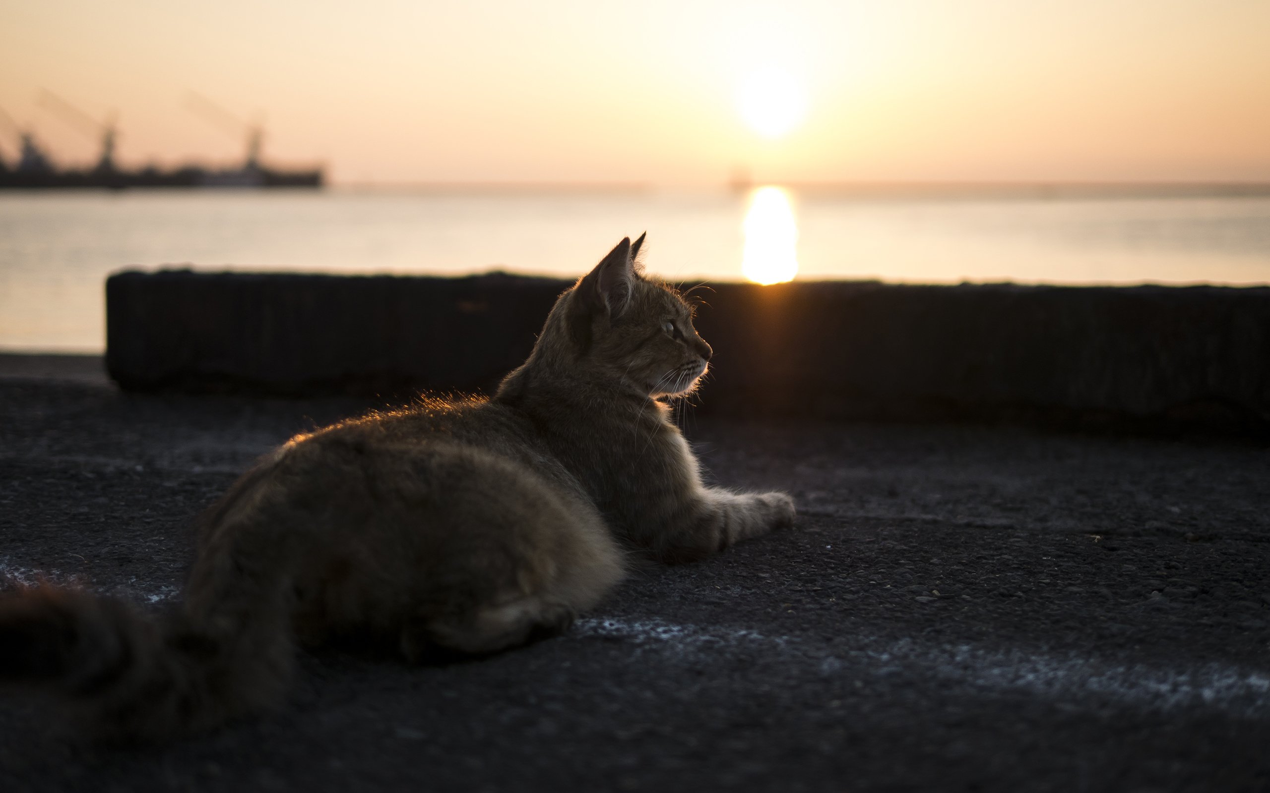 cat, Sunset Wallpapers HD / Desktop and Mobile Backgrounds