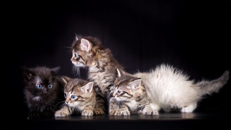 cats, Kitten HD Wallpaper Desktop Background