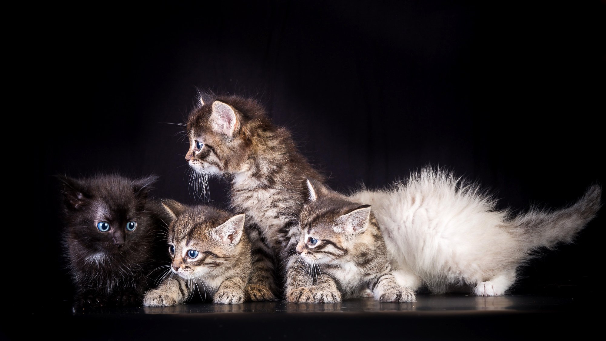 cats, Kitten Wallpaper