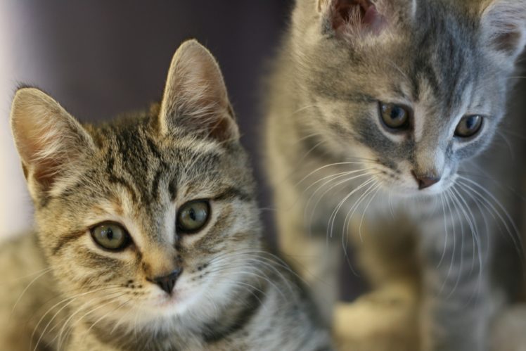 cats, Closeup, Kitten HD Wallpaper Desktop Background