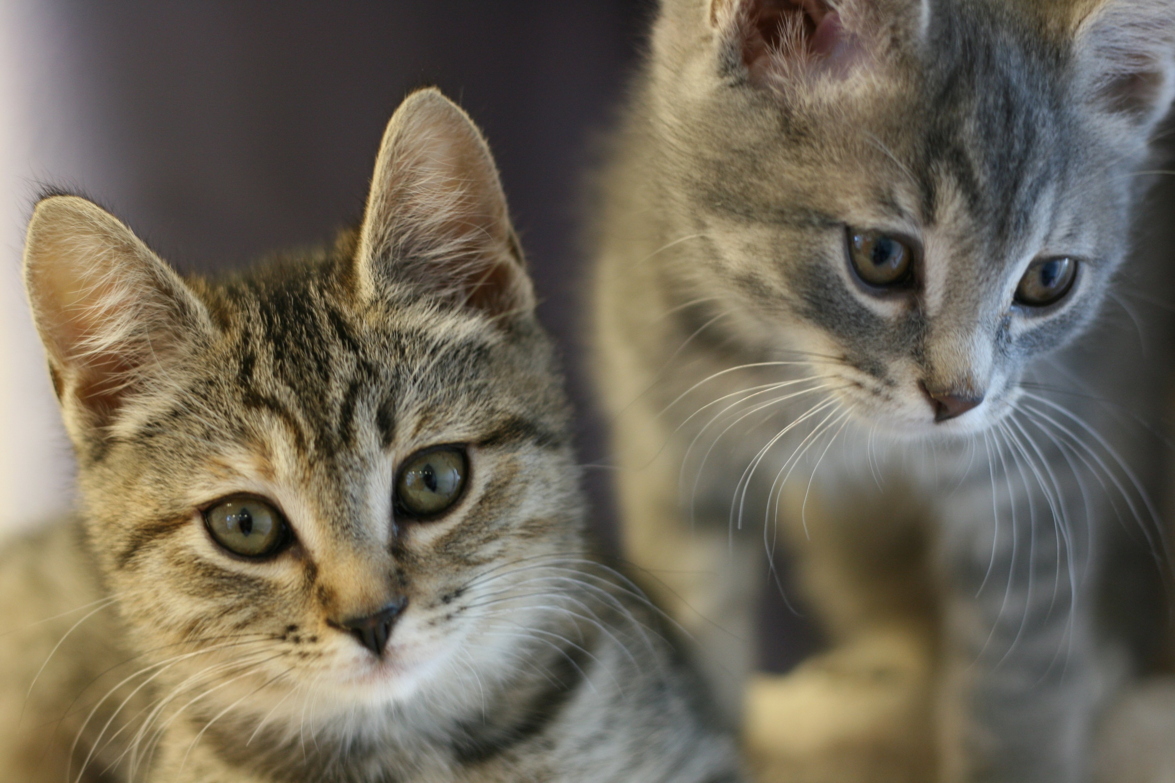 cats, Closeup, Kitten Wallpaper