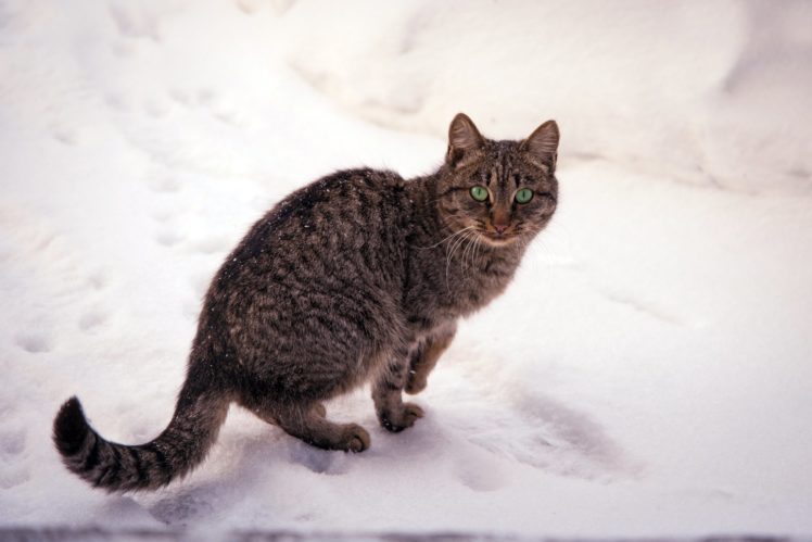 cats, Snow, Glance, Animals HD Wallpaper Desktop Background