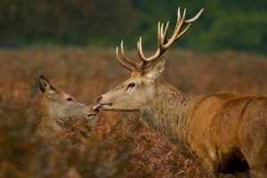 deer, Wildlife, Kiss