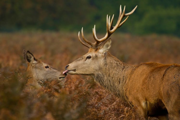 deer, Wildlife, Kiss HD Wallpaper Desktop Background