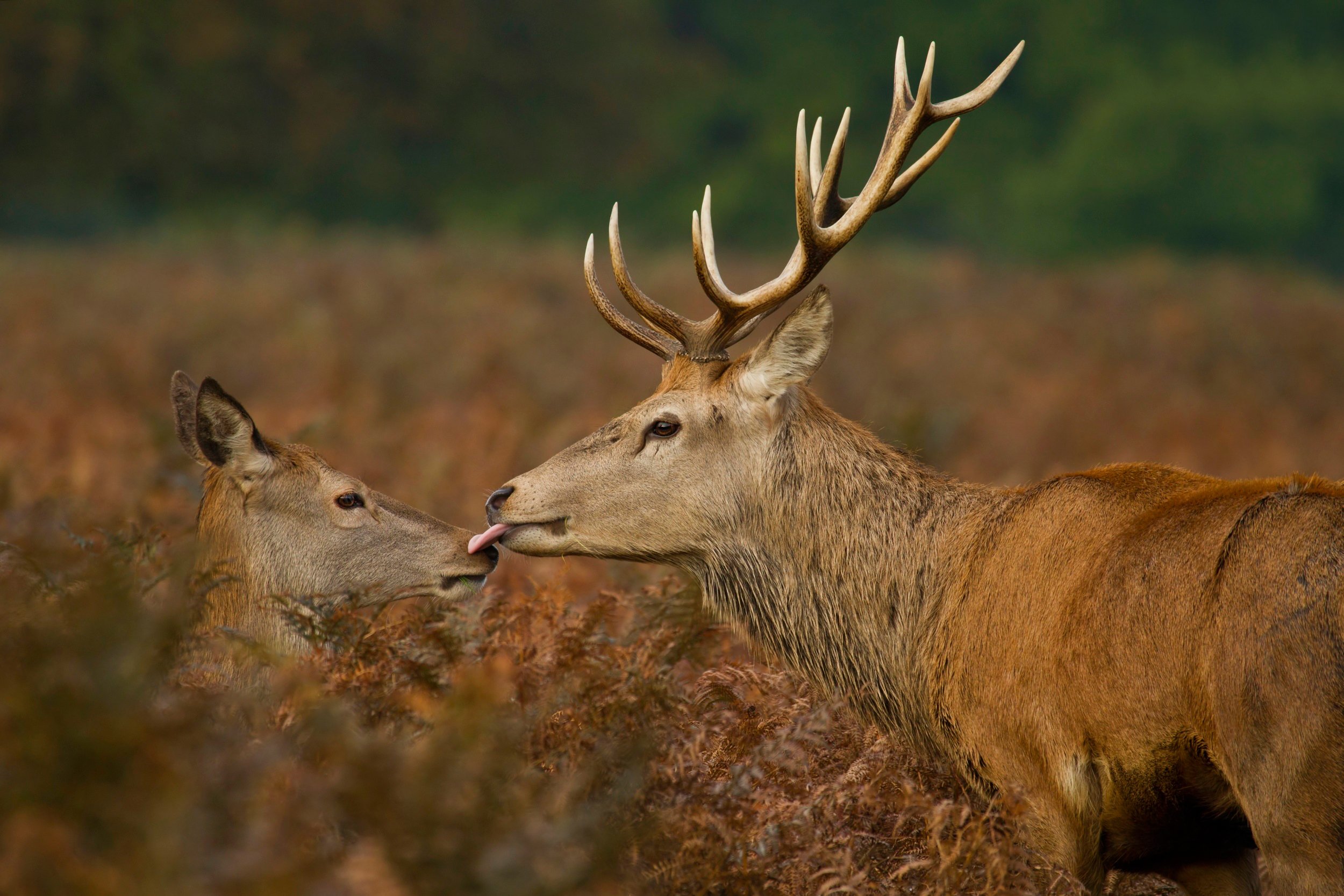 deer, Wildlife, Kiss Wallpaper