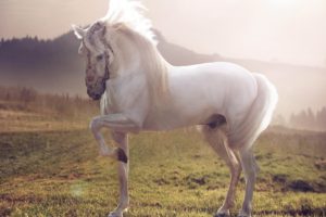 horse, White, Stallion