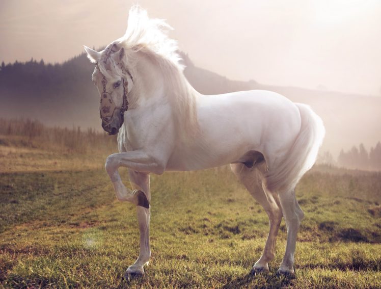 horse, White, Stallion HD Wallpaper Desktop Background