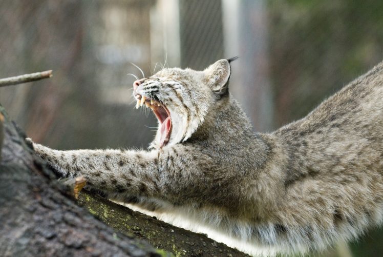 lynx, Jaws, Teeth, Yawning, Tree HD Wallpaper Desktop Background