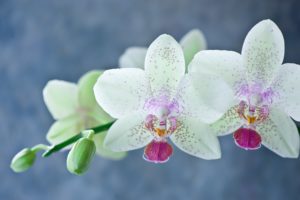 orchid, White, Phalaenopsis, Flowers, Stems, Petals, Bokeh