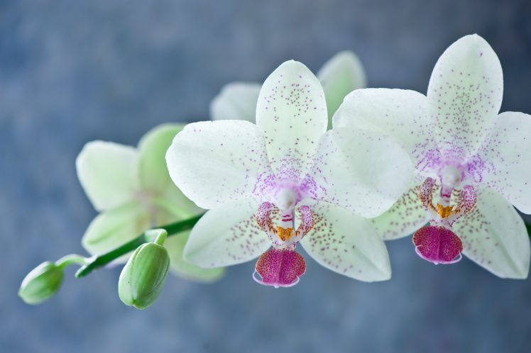 orchid, White, Phalaenopsis, Flowers, Stems, Petals, Bokeh HD Wallpaper Desktop Background