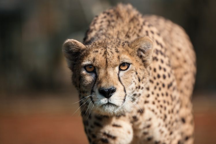 predator, Eyes, Wildlife, Cheetah HD Wallpaper Desktop Background