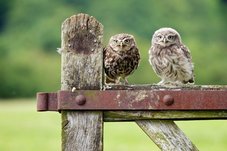 owls, Owl HD Wallpaper Desktop Background