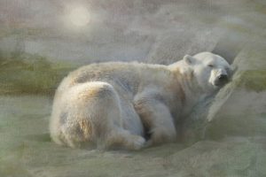 snow, Bears, Polar, White, Sleep, Rest, Texture
