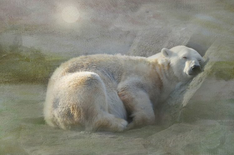 snow, Bears, Polar, White, Sleep, Rest, Texture HD Wallpaper Desktop Background