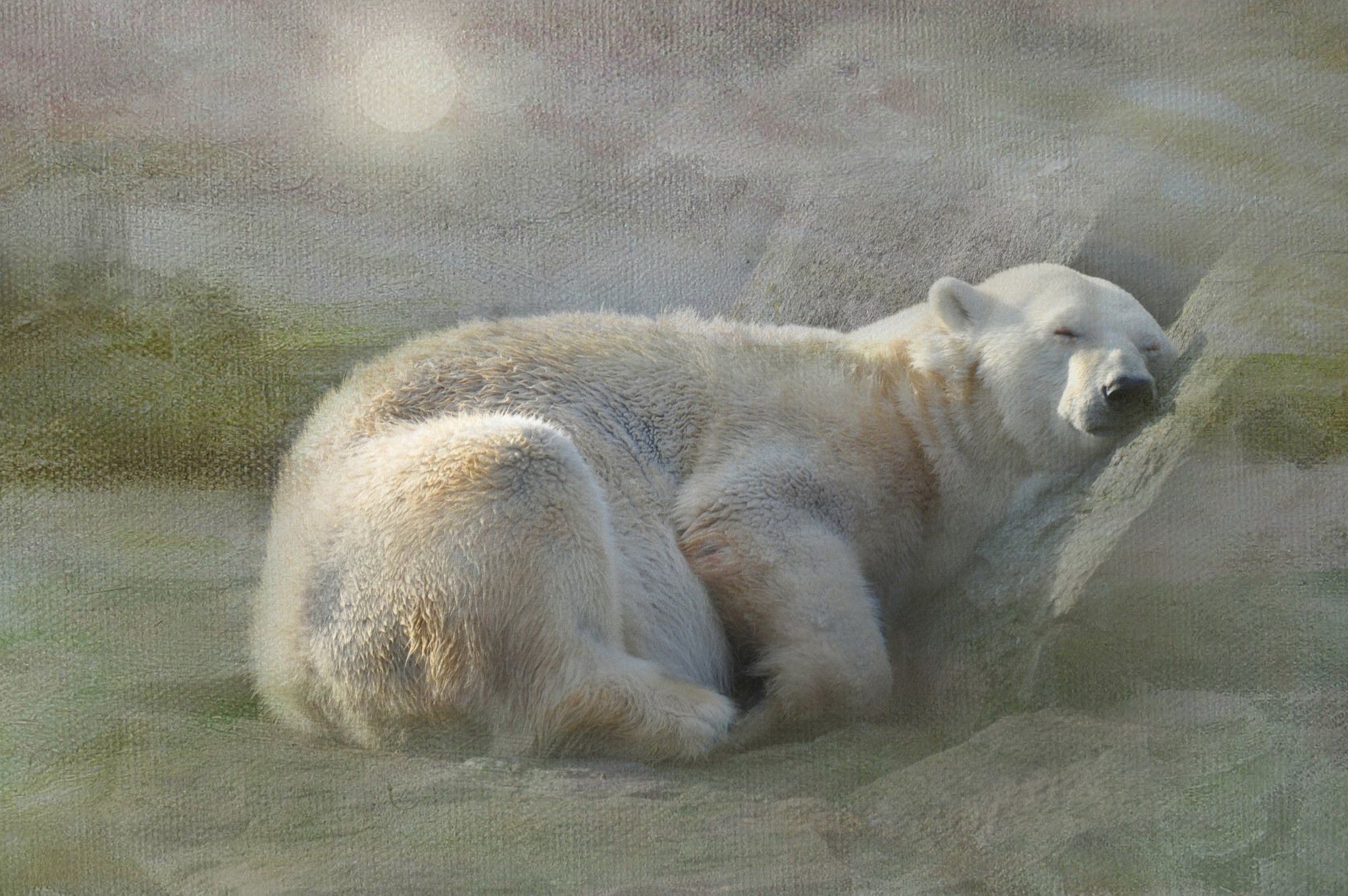 snow, Bears, Polar, White, Sleep, Rest, Texture Wallpaper