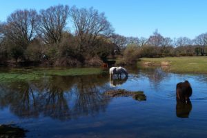 sky, River, Spring, Watering, Horse, Trees, Grass