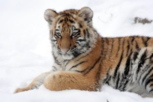 tiger, Amur, Cat, Tiger, Cub, Snow, Cub