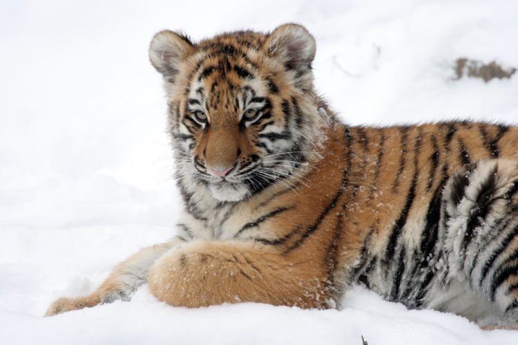 tiger, Amur, Cat, Tiger, Cub, Snow, Cub HD Wallpaper Desktop Background