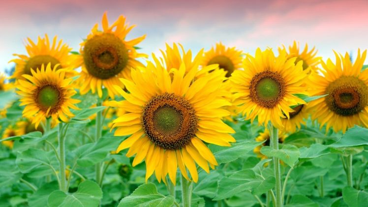 petals, Field, Sunflowers, Yellow, Plants HD Wallpaper Desktop Background