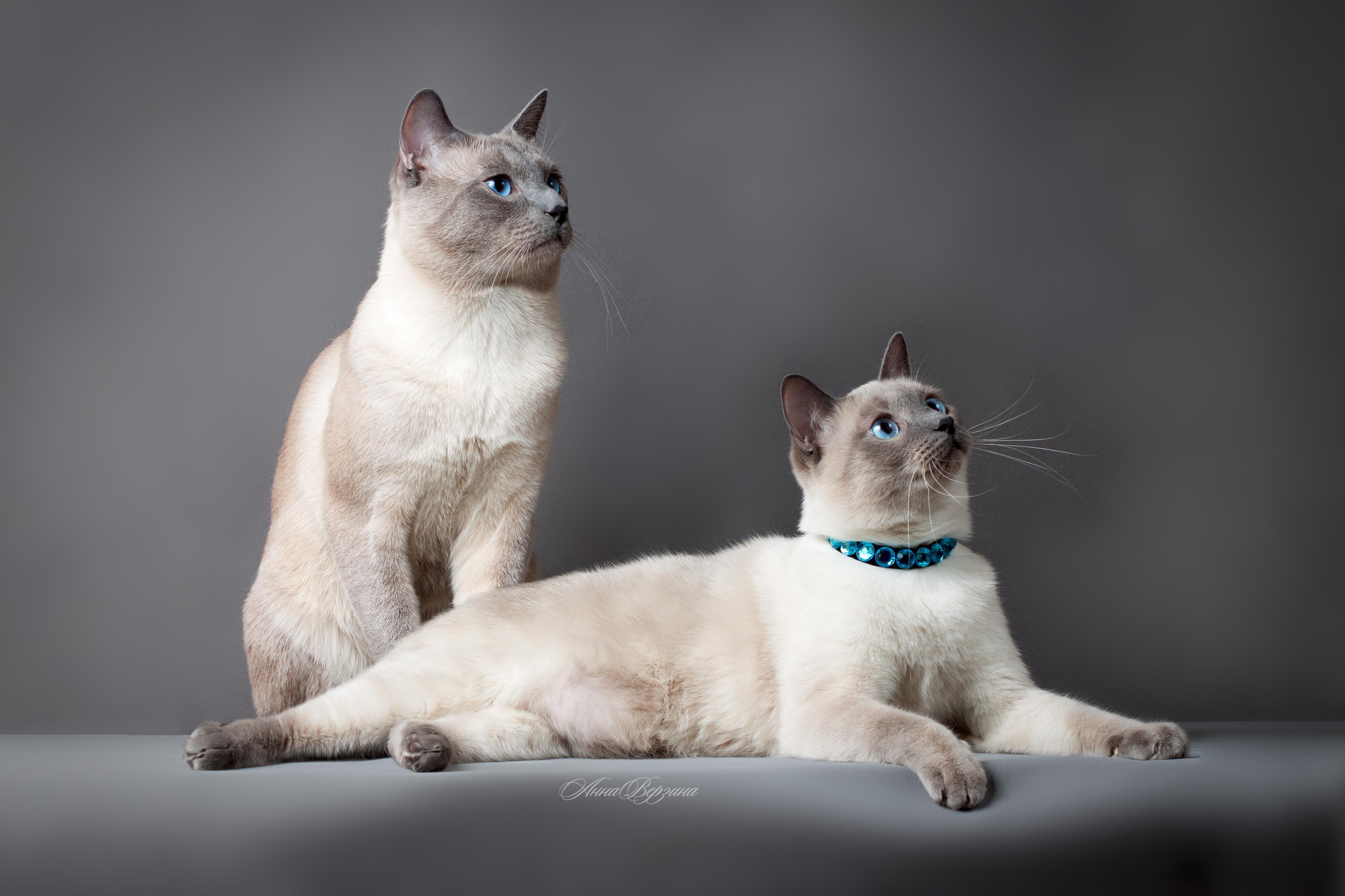 cat, Cats Wallpaper