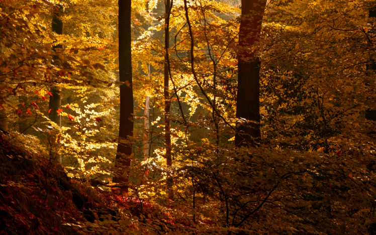 leaves, Nature, Landscapes, Trees, Forest, Woods, Autumn, Fall, Light HD Wallpaper Desktop Background