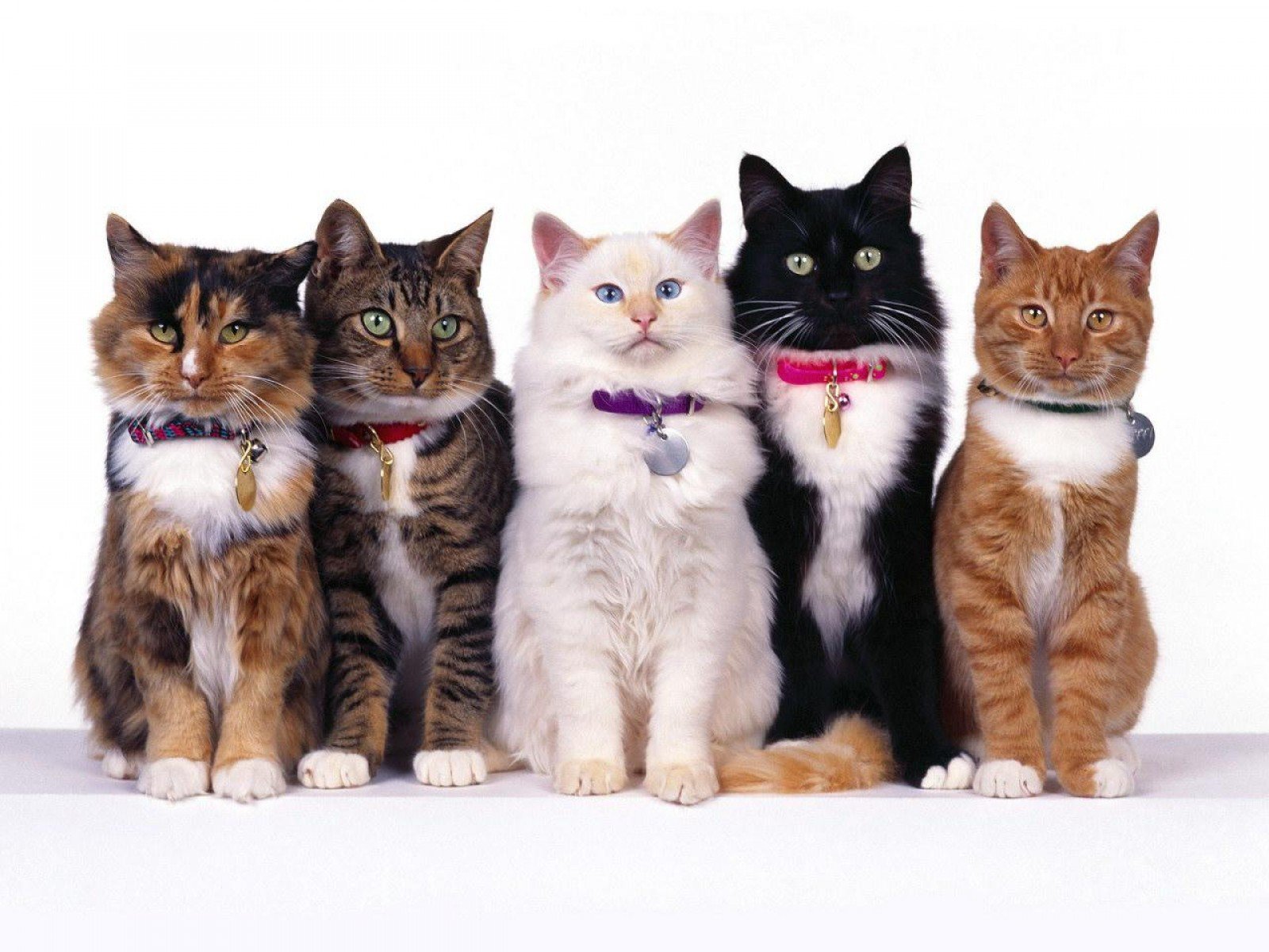 cat, Cats Wallpaper