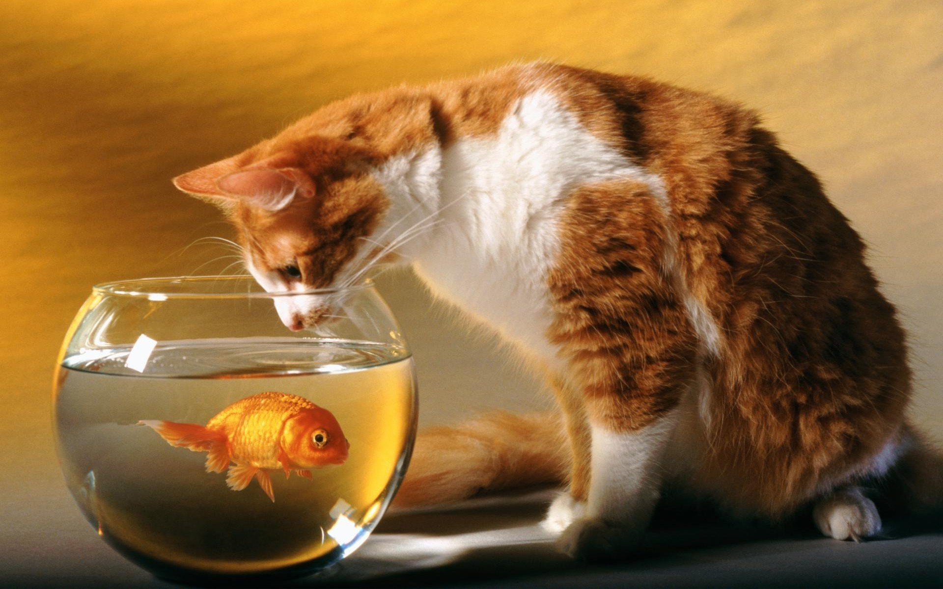 cat, Cats Wallpaper