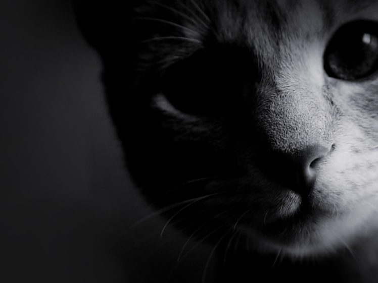 cat, Cats HD Wallpaper Desktop Background